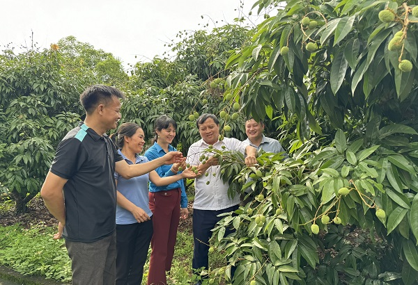 Vải chín sớm Tân Yên, Bắc Giang chuẩn quy trình, vươn mình xuất khẩu (31/05/2024)